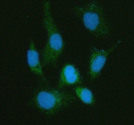 Immunofluorescent staining of MFAP3L using anti-MFAP3L antibody (green). MFAP3L was detected in an immunocytochemical section of human HELA cells. Enzyme antigen retrieval was performed using IHC enzyme antigen retrieval reagent for 15 mins. The cells were blocked with 10% goat serum. And then incubated with 5 ug/ml rabbit anti-MFAP3L antibody overnight at 4oC. DyLight 488 Conjugated Goat Anti-Rabbit IgG was used as secondary antibody at 1:500 dilution and incubated for 30 minutes at 37oC. The section was counterstained with DAPI nuclear stain (blue). Visualize using a fluorescence microscope and filter sets appropriate for the label used.