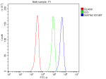Flow Cytometry analysis of HEL cells using anti-MATN4 antibody. Overlay histogram showing HEL cells stained with (Blue line). The cells were fixed with 4% paraformaldehyde and blocked with 10% normal goat serum. And then incubated with rabbit anti-MATN4 antibody (1 ug/million cells) for 30 min at 20oC. DyLight 488 conjugated goat anti-rabbit IgG (5-10 ug/million cells) was used as secondary antibody for 30 minutes at 20oC. Isotype control antibody (Green line) was rabbit IgG (1 ug/million cells) used under the same conditions. Unlabelled sample without incubation with primary antibody and secondary antibody (Red line) was used as a blank control.