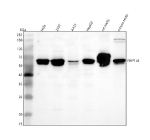 Western blot analysis of NAP1L4 using anti-NAP1L4 antibody. Lane 1: human Hela whole cell lysates, Lane 2: human 293T whole cell lysates, Lane 3: human whole cell lysates, Lane 4: human HepG2 whole cell lysates, Lane 5: rat testis tissue lysates, Lane 6: mouse testis tissue lysates. After electrophoresis, proteins were transferred to a nitrocellulose membrane at 150 mA for 50-90 minutes. Blocked the membrane with 5% non-fat milk/TBS for 1.5 hour at RT. The membrane was incubated with rabbit anti-NAP1L4 antibody at 0.5 ug/ml overnight at 4oC, then washed with TBS-0.1%Tween 3 times with 5 minutes each and probed with a goat anti-rabbit IgG-HRP secondary antibody at a dilution of 1:5000 for 1.5 hour at RT. The signal was developed using enhanced chemiluminescent. A major doublet is detected at approximately 65 kDa, higher than the predicted 43 kDa molecular weight. This slower migration is characteristic of NAP1 family histone chaperones and reflects acidic domain composition and post-translational modifications, including phosphorylation and acetylation, which generate distinct electrophoretic species of NAP1L4 on SDS-PAGE.