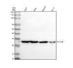 Western blot analysis of MTCH2 using anti-MTCH2 antibody. Lane 1: human 293T whole cell lysates, Lane 2: human Hela whole cell lysates, Lane 3: human HepG2 whole cell lysates, Lane 4: human PC-3 whole cell lysates. After electrophoresis, proteins were transferred to a nitrocellulose membrane at 150 mA for 50-90 minutes. Blocked the membrane with 5% non-fat milk/TBS for 1.5 hour at RT. The membrane was incubated with rabbit anti-MTCH2 antibody at 0.5 ug/ml overnight at 4oC, then washed with TBS-0.1%Tween 3 times with 5 minutes each and probed with a goat anti-rabbit IgG-HRP secondary antibody at a dilution of 1:5000 for 1.5 hour at RT. The signal was developed using enhanced chemiluminescent. A specific band was detected for MTCH2 at approximately 33 kDa. The expected molecular weight of MTCH2 is ~33 kDa.