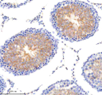 Immunohistochemical staining of MTCH2 using anti-MTCH2 antibody. MTCH2 was detected in a paraffin-embedded section of rat testis tissue. Heat mediated antigen retrieval was performed in EDTA buffer (pH 8.0, epitope retrieval solution). The tissue section was blocked with 10% goat serum. The tissue section was then incubated with 2 ug/ml rabbit anti-MTCH2 antibody overnight at 4oC. Peroxidase Conjugated Goat Anti-rabbit IgG was used as secondary antibody and incubated for 30 minutes at 37oC. The tissue section was developed using an HRP secondary and DAB substrate.