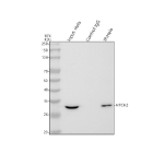 Immunoprecipitating MTCH2 in Hela whole cell lysate. Western blot analysis of MTCH2 using anti-MTCH2 antibody. Lane 1: Hela whole cell lysates (30ug) Lane 2: Rabbit control IgG instead of anti-MTCH2 antibody in Hela whole cell lysate. Lane 3: anti-MTCH2 antibody (2ug) + Hela whole cell lysate (500ug) After electrophoresis, proteins were transferred to a membrane. Then the membrane was incubated with rabbit anti-MTCH2 antibody at a dilution of 0.5 ug/ml and probed with a goat anti-rabbit IgG-HRP secondary antibody. The signal is developed using ECL Plus Western Blotting Substrate. A specific band was detected for MTCH2 at approximately 33 kDa. The expected molecular weight of MTCH2 is at 33 kDa.