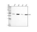 Western blot analysis of GINS3 using anti-GINS3 antibody. Lane 1: human Jurkat whole cell lysates, Lane 2: human 293T whole cell lysates, Lane 3: human Hela whole cell lysates, Lane 4: human SiHa whole cell lysates. After electrophoresis, proteins were transferred to a nitrocellulose membrane at 150 mA for 50-90 minutes. Blocked the membrane with 5% non-fat milk/TBS for 1.5 hour at RT. The membrane was incubated with rabbit anti-GINS3 antibody at 0.5 ug/ml overnight at 4oC, then washed with TBS-0.1%Tween 3 times with 5 minutes each and probed with a goat anti-rabbit IgG-HRP secondary antibody at a dilution of 1:5000 for 1.5 hour at RT. The signal was developed using enhanced chemiluminescent. A specific band was detected for GINS3 at approximately 25 kDa. The expected molecular weight of GINS3 is ~25 kDa.
