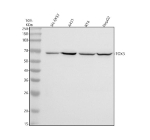 Western blot analysis of TOX3 using anti-TOX3 antibody. Electrophoresis was performed on a 10% SDS-PAGE gel at 80V (Stacking gel) / 120V (Resolving gel) for 2 hours. Lane 1: human SH-SY5Y whole cell lysates, Lane 2: human whole cell lysates, Lane 3: human RT4 whole cell lysates, Lane 4: human HepG2 whole cell lysates. After electrophoresis, proteins were transferred to a nitrocellulose membrane at 150 mA for 50-90 minutes. Blocked the membrane with 5% non-fat milk/TBS for 1.5 hour at RT. The membrane was incubated with rabbit anti-TOX3 antibody at 0.5 ug/ml overnight at 4oC, then washed with TBS-0.1%Tween 3 times with 5 minutes each and probed with a goat anti-rabbit IgG-HRP secondary antibody at a dilution of 1:5000 for 1.5 hour at RT. The signal was developed using an ECL Plus Western Blotting Substrate. The expected molecular weight of TOX3 is ~63 kDa.