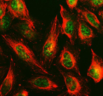 Immunofluorescent staining of TOX3 using anti-TOX3 antibody (green) and anti-Beta Tubulin antibody (red). TOX3 was detected in an immunocytochemical section of U2OS cells. Enzyme antigen retrieval was performed using IHC enzyme antigen retrieval reagent for 15 mins. The cells were blocked with 10% goat serum. And then incubated with 5 ug/ml rabbit anti-TOX3 antibody and mouse anti-Beta Tubulin antibody overnight at 4oC. DyLight 488 Conjugated Goat Anti-Rabbit IgG and Cy3 Conjugated Goat Anti-Mouse IgG were used as secondary antibody at 1:500 dilution and incubated for 30 minutes at 37oC. Visualize using a fluorescence microscope and filter sets appropriate for the label used.