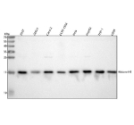 Western blot analysis of Histone H3 using anti-Histone H3 antibody. Lane 1: human 293T whole cell lysates, Lane 2: human 22RV1 whole cell lysates, Lane 3: human CACO-2 whole cell lysates, Lane 4: human CCRF-CEM whole cell lysates, Lane 5: human Hela whole cell lysates, Lane 6: human HepG2 whole cell lysates, Lane 7: human THP-1 whole cell lysates, Lane 8: human U2OS whole cell lysates. After Electrophoresis, proteins were transferred to a Nitrocellulose membrane at 150mA for 50-90 minutes. Blocked the membrane with 5% Non-fat Milk/ TBS for 1.5 hour at RT. The membrane was incubated with rabbit anti-Histone H3 antibody at 0.25 ug/ml overnight at 4oC, then washed with TBS-0.1%Tween 3 times with 5 minutes each and probed with a goat anti-rabbit IgG-HRP secondary antibody at a dilution of 1:5000 for 1.5 hour at RT. The signal was developed using enhanced chemiluminescent. The predicted molecular weight of Histone H3 is at 15 kDa.