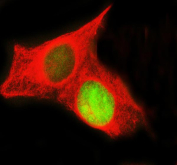 Immunofluorescent staining of FFPE human U-2 OS cells with Histone H3 antibody (green) and Beta Tubulin (red). HIER: steam section in pH6 citrate buffer for 20 min.