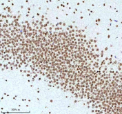Immunohistochemical staining of Histone H3 using anti-Histone H3 antibody. Histone H3 was detected in a paraffin-embedded section of rat brain tissue. Heat mediated antigen retrieval was performed in EDTA buffer (pH 8.0, epitope retrieval solution). The tissue section was blocked with 10% goat serum. The tissue section was then incubated with 2 ug/ml rabbit anti-Histone H3 antibody overnight at 4oC. Peroxidase Conjugated Goat Anti-rabbit IgG was used as secondary antibody and incubated for 30 minutes at 37oC. The tissue section was developed using an HRP secondary and DAB substrate.