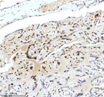 Immunohistochemical staining of Histone H3 using anti-Histone H3 antibody. Histone H3 was detected in a paraffin-embedded section of human placenta tissue. Heat mediated antigen retrieval was performed in EDTA buffer (pH 8.0, epitope retrieval solution). The tissue section was blocked with 10% goat serum. The tissue section was then incubated with 2 ug/ml rabbit anti-Histone H3 antibody overnight at 4oC. Peroxidase Conjugated Goat Anti-rabbit IgG was used as secondary antibody and incubated for 30 minutes at 37oC. The tissue section was developed using an HRP secondary and DAB substrate.