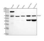 Western blot analysis of INSM2 using anti-INSM2 antibody. Lane 1: human SH-SY5Y whole cell lysates, Lane 2: rat heart tissue lysates, Lane 3: rat liver tissue lysates, Lane 4: mouse heart tissue lysates, Lane 5: mouse liver tissue lysates. After electrophoresis, proteins were transferred to a nitrocellulose membrane at 150 mA for 50-90 minutes. Blocked the membrane with 5% non-fat milk/TBS for 1.5 hour at RT. The membrane was incubated with rabbit anti-INSM2 antibody at 0.5 ug/ml overnight at 4oC, then washed with TBS-0.1%Tween 3 times with 5 minutes each and probed with a goat anti-rabbit IgG-HRP secondary antibody at a dilution of 1:5000 for 1.5 hour at RT. The signal was developed using enhanced chemiluminescent. Western blot of INSM2 across human SH-SY5Y cells and rodent tissues. The antibody detects a predominant band between ~62-70 kDa, slightly above the calculated ~59 kDa (566 aa) and consistent with published INSM2 immunoblots reporting ~60-70 kDa. A recurrent ~45 kDa band is stronger in mouse tissues and may reflect a truncated/alternative isoform or limited proteolysis.