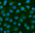 Immunofluorescent staining of MEIOB using anti-MEIOB antibody (green). MEIOB was detected in an immunocytochemical section of cells. Enzyme antigen retrieval was performed using IHC enzyme antigen retrieval reagent for 15 mins. The cells were blocked with 10% goat serum. And then incubated with 5 ug/ml rabbit anti-MEIOB antibody overnight at 4oC. DyLight 488 Conjugated Goat Anti-Rabbit IgG was used as secondary antibody at 1:500 dilution and incubated for 30 minutes at 37oC. The section was counterstained with DAPI nuclear stain (blue). Visualize using a fluorescence microscope and filter sets appropriate for the label used.