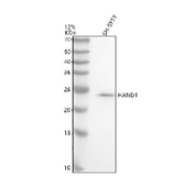 Western blot analysis of HAND1 using anti-HAND1 antibody. Electrophoresis was performed on a 12% SDS-PAGE gel at 80V (Stacking gel) / 120V (Resolving gel) for 2 hours. Lane 1: human SH-SY5Y whole cell lysates. After electrophoresis, proteins were transferred to a nitrocellulose membrane at 150 mA for 50-90 minutes. Blocked the membrane with 5% non-fat milk/TBS for 1.5 hour at RT. The membrane was incubated with rabbit anti-HAND1 antibody at 0.5 ug/ml overnight at 4oC, then washed with TBS-0.1%Tween 3 times with 5 minutes each and probed with a goat anti-rabbit IgG-HRP secondary antibody at a dilution of 1:5000 for 1.5 hour at RT. The signal was developed using an ECL Plus Western Blotting Substrate. A specific band was detected for HAND1 at approximately 24 kDa. The expected molecular weight of HAND1 is ~24 kDa.