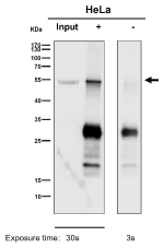 Immunoprecipitation analysis using the antibody at 1:50 dilution. Western blot at 1:1000 dilution. Predicted molecular weight: 50-56 kDa.