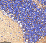 Immunohistochemical staining of ATP1A2 using anti-ATP1A2 antibody. ATP1A2 was detected in a paraffin-embedded section of rat cerebellum tissue. Heat mediated antigen retrieval was performed in EDTA buffer (pH 8.0, epitope retrieval solution). The tissue section was blocked with 10% goat serum. The tissue section was then incubated with 2 ug/ml rabbit anti-ATP1A2 antibody overnight at 4oC. Peroxidase Conjugated Goat Anti-rabbit IgG was used as secondary antibody and incubated for 30 minutes at 37oC. The tissue section was developed using an HRP secondary and DAB substrate.