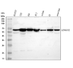 Western blot analysis of LINGO2 using anti-LINGO2 antibody. Lane 1: human SH-SY5Y whole cell lysates, Lane 2: human U251 whole cell lysates, Lane 3: human Hela whole cell lysates, Lane 4: human PC-3 whole cell lysates, Lane 5: rat brain tissue lysates, Lane 6: rat C6 whole cell lysates, Lane 7: mouse brain tissue lysates. After electrophoresis, proteins were transferred to a nitrocellulose membrane at 150 mA for 50-90 minutes. Blocked the membrane with 5% non-fat milk/TBS for 1.5 hour at RT. The membrane was incubated with rabbit anti-LINGO2 antibody at 0.5 ug/ml overnight at 4oC, then washed with TBS-0.1%Tween 3 times with 5 minutes each and probed with a goat anti-rabbit IgG-HRP secondary antibody at a dilution of 1:5000 for 1.5 hour at RT. The signal was developed using enhanced chemiluminescent. A specific band was detected for LINGO2 at approximately 68 kDa. The expected molecular weight of LINGO2 is ~68 kDa.