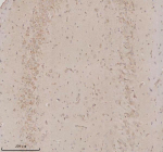 Immunohistochemical staining of OPN3 using anti-OPN3 antibody. OPN3 was detected in a paraffin-embedded section of rat brain tissue. Heat mediated antigen retrieval was performed in EDTA buffer (pH 8.0, epitope retrieval solution). The tissue section was blocked with 10% goat serum. The tissue section was then incubated with 2 ug/ml rabbit anti-OPN3 antibody overnight at 4oC. Peroxidase Conjugated Goat Anti-rabbit IgG was used as secondary antibody and incubated for 30 minutes at 37oC. The tissue section was developed using an HRP secondary and DAB substrate.