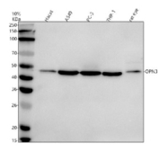 Western blot analysis of OPN3 using anti-OPN3 antibody. Electrophoresis was performed on a 10% SDS-PAGE gel at 80V (Stacking gel) / 120V (Resolving gel) for 2 hours. Lane 1: human Hacat whole cell lysates, Lane 2: human whole cell lysates, Lane 3: human PC-3 whole cell lysates, Lane 4: human THP-1 whole cell lysates, Lane 5: rat eye tissue lysates. After electrophoresis, proteins were transferred to a nitrocellulose membrane at 150 mA for 50-90 minutes. Blocked the membrane with 5% non-fat milk/TBS for 1.5 hour at RT. The membrane was incubated with rabbit anti-OPN3 antibody at 0.5 ug/ml overnight at 4oC, then washed with TBS-0.1%Tween 3 times with 5 minutes each and probed with a goat anti-rabbit IgG-HRP secondary antibody at a dilution of 1:5000 for 1.5 hour at RT. The signal was developed using an ECL Plus Western Blotting Substrate. A specific band was detected for OPN3 at approximately 45 kDa. The expected molecular weight of OPN3 is ~45 kDa.