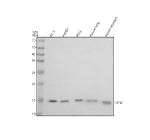 Western blot analysis of NPW using anti-NPW antibody. Electrophoresis was performed on a 12% SDS-PAGE gel at 80V (Stacking gel) / 120V (Resolving gel) for 2 hours. Lane 1: human PC-3 whole cell lysates, Lane 2: human HepG2 whole cell lysates, Lane 3: human K562 whole cell lysates, Lane 4: mouse lung tissue lysates, Lane 5: mouse stomach tissue lysates. After electrophoresis, proteins were transferred to a nitrocellulose membrane at 150 mA for 50-90 minutes. Blocked the membrane with 5% non-fat milk/TBS for 1.5 hour at RT. The membrane was incubated with rabbit anti-NPW antibody at 0.5 ug/ml overnight at 4oC, then washed with TBS-0.1%Tween 3 times with 5 minutes each and probed with a goat anti-rabbit IgG-HRP secondary antibody at a dilution of 1:5000 for 1.5 hour at RT. The signal was developed using an ECL Plus Western Blotting Substrate. A single band is detected at approximately 14 kDa, lower than the predicted 18 kDa for the unprocessed precursor. This apparent size corresponds to the processed prohormone form of NPW following removal of its N-terminal signal peptide and proteolytic maturation into smaller secretory intermediates. Similar migration (~13-15 kDa) has been reported for endogenous NPW in mammalian brain and peripheral tissues.
