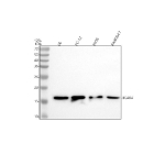 Western blot analysis of BCAR4 using anti-BCAR4 antibody. Lane 1: rat C6 whole cell lysates, Lane 2: rat PC-12 whole cell lysates, Lane 3: rat RH35 whole cell lysates, Lane 4:mouse RAW265.7 whole cell lysates. After electrophoresis, proteins were transferred to a nitrocellulose membrane at 150 mA for 50-90 minutes. Blocked the membrane with 5% non-fat milk/TBS for 1.5 hour at RT. The membrane was incubated with rabbit anti-BCAR4 antibody at 0.5 ug/ml overnight at 4oC, then washed with TBS-0.1%Tween 3 times with 5 minutes each and probed with a goat anti-rabbit IgG-HRP secondary antibody at a dilution of 1:5000 for 1.5 hour at RT. The signal was developed using enhanced chemiluminescent. A single band is detected at approximately 16 kDa, slightly above the predicted molecular weight of 13 kDa. The higher apparent size is consistent with the anomalous migration of small, hydrophobic membrane-associated proteins on SDS-PAGE due to limited SDS binding.