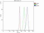 Flow Cytometry analysis of 293T cells using anti-BCAR4 antibody. Overlay histogram showing 293T cells stained with (Blue line). The cells were fixed with 4% paraformaldehyde and blocked with 10% normal goat serum. And then incubated with rabbit anti-BCAR4 antibody (1 ug/million cells) for 30 min at 20oC. DyLight 488 conjugated goat anti-rabbit IgG (5-10 ug/million cells) was used as secondary antibody for 30 minutes at 20oC. Isotype control antibody (Green line) was rabbit IgG (1 ug/million cells) used under the same conditions. Unlabelled sample without incubation with primary antibody and secondary antibody (Red line) was used as a blank control.