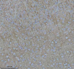 Immunohistochemical staining of NF-M/NEFM using anti-NEFM antibody. NF-M/NEFM was detected in a paraffin-embedded section of mouse brain tissue. Heat mediated antigen retrieval was performed in EDTA buffer (pH 8.0, epitope retrieval solution). The tissue section was blocked with 10% goat serum. The tissue section was then incubated with 2 ug/ml rabbit anti-NEFM antibody overnight at 4oC. Peroxidase Conjugated Goat Anti-rabbit IgG was used as secondary antibody and incubated for 30 minutes at 37oC. The tissue section was developed using an HRP secondary and DAB substrate.