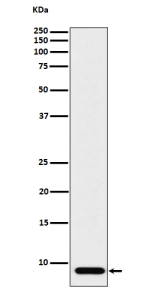 Western blot analysis of ATP5G1 expression in human HeLa cell lysate using the ATP5G1 antibody. A single band is detected at approximately 8-9 kDa, below the unprocessed theoretical mass (~14 kDa). This mobility corresponds to the mature mitochondrial form of ATP5G1 following cleavage of its N-terminal targeting sequence. Similar migration (~7-9 kDa) has been reported for subunit c proteins in biochemical studies of the F0-ATP synthase complex.