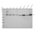 Western blot analysis of TAF15 using anti-TAF15 antibody. Electrophoresis was performed on a 10% SDS-PAGE gel at 80V (Stacking gel) / 120V (Resolving gel) for 2 hours. Lane 1: human RT4 whole cell lysates, Lane 2: human whole cell lysates, Lane 3: human whole cell lysates, Lane 4: human U251 whole cell lysates, Lane 5: rat testis tissue lysates, Lane 6: rat thymus tissue lysates, Lane 7: mouse testis tissue lysates, Lane 8: mouse thymus tissue lysates. After electrophoresis, proteins were transferred to a nitrocellulose membrane at 150 mA for 50-90 minutes. Blocked the membrane with 5% non-fat milk/TBS for 1.5 hour at RT. The membrane was incubated with rabbit anti-TAF15 antibody at 0.5 ug/ml overnight at 4oC, then washed with TBS-0.1%Tween 3 times with 5 minutes each and probed with a goat anti-rabbit IgG-HRP secondary antibody at a dilution of 1:5000 for 1.5 hour at RT. The signal was developed using an ECL Plus Western Blotting Substrate. A strong band is detected at approximately 68 kDa, slightly above the predicted molecular weight of 62 kDa. This apparent upward shift is consistent with published data showing that TAF15 commonly migrates at 66-70 kDa due to phosphorylation, arginine methylation, and its highly disordered N-terminal domain, all of which reduce SDS binding and slow gel mobility.