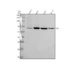 Western blot analysis of EIF2A using anti-EIF2A antibody. Electrophoresis was performed on a 10% SDS-PAGE gel at 80V (Stacking gel) / 120V (Resolving gel) for 2 hours. Lane 1: human Caco-2 whole cell lysates, Lane 2: human K562 whole cell lysates, Lane 3: human U251 whole cell lysates, Lane 4: rat PC-12 tissue lysates. After electrophoresis, proteins were transferred to a nitrocellulose membrane at 150 mA for 50-90 minutes. Blocked the membrane with 5% non-fat milk/TBS for 1.5 hour at RT. The membrane was incubated with rabbit anti-EIF2A antibody at 0.5 ug/ml overnight at 4oC, then washed with TBS-0.1%Tween 3 times with 5 minutes each and probed with a goat anti-rabbit IgG-HRP secondary antibody at a dilution of 1:5000 for 1.5 hour at RT. The signal was developed using an ECL Plus Western Blotting Substrate. A specific band was detected for EIF2A at approximately 65 kDa. The expected molecular weight of EIF2A is ~65 kDa.
