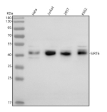 Western blot analysis of SIRT6 using anti-SIRT6 antibody. Lane 1: human Hela whole cell lysates, Lane 2: human Jurkat whole cell lysates, Lane 3: human 293T whole cell lysates, Lane 4: human K562 whole cell lysates. After electrophoresis, proteins were transferred to a nitrocellulose membrane at 150 mA for 50-90 minutes. Blocked the membrane with 5% non-fat milk/TBS for 1.5 hour at RT. The membrane was incubated with rabbit anti-SIRT6 antibody at 0.5 ug/ml overnight at 4oC, then washed with TBS-0.1%Tween 3 times with 5 minutes each and probed with a goat anti-rabbit IgG-HRP secondary antibody at a dilution of 1:5000 for 1.5 hour at RT. The signal was developed using enhanced chemiluminescent. A prominent band is detected at approximately 42 kDa, consistent with the reported migration of SIRT6, which typically runs above its predicted 36-39 kDa size. The apparent doublet pattern reflects the coexistence of two SIRT6 isoforms and/or post-translationally modified species such as phosphorylated or acetylated forms. Minor bands slightly above or below this range are occasionally observed and correspond to differentially modified or partially processed variants of SIRT6 described in the literature.