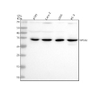 Western blot analysis of SPSB2 using anti-SPSB2 antibody. Electrophoresis was performed on a 12% SDS-PAGE gel at 80V (Stacking gel) / 120V (Resolving gel) for 2 hours. Lane 1: human whole cell lysates, Lane 2: human Caco-2 whole cell lysates, Lane 3: human U2OS whole cell lysates, Lane 4: human PC-3 whole cell lysates. After electrophoresis, proteins were transferred to a nitrocellulose membrane at 150 mA for 50-90 minutes. Blocked the membrane with 5% non-fat milk/TBS for 1.5 hour at RT. The membrane was incubated with rabbit anti-SPSB2 antibody at 0.5 ug/ml overnight at 4oC, then washed with TBS-0.1%Tween 3 times with 5 minutes each and probed with a goat anti-rabbit IgG-HRP secondary antibody at a dilution of 1:5000 for 1.5 hour at RT. The signal was developed using an ECL Plus Western Blotting Substrate. The expected molecular weight of SPSB2 is ~29 kDa.