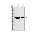 Western blot analysis of PANX3 using anti-PANX3 antibody. Lane 1: human MCF-7 whole cell lysates, Lane 2: human whole cell lysates. After electrophoresis, proteins were transferred to a nitrocellulose membrane at 150 mA for 50-90 minutes. Blocked the membrane with 5% non-fat milk/TBS for 1.5 hour at RT. The membrane was incubated with rabbit anti-PANX3 antibody at 0.5 ug/ml overnight at 4oC, then washed with TBS-0.1%Tween 3 times with 5 minutes each and probed with a goat anti-rabbit IgG-HRP secondary antibody at a dilution of 1:5000 for 1.5 hour at RT. The signal was developed using enhanced chemiluminescent. A specific band was detected for PANX3 at approximately 45 kDa. The expected molecular weight of PANX3 is ~45 kDa.