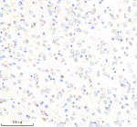 Immunohistochemical staining of GBF1 using anti-GBF1 antibody. GBF1 was detected in a paraffin-embedded section of mouse brain tissue. Heat mediated antigen retrieval was performed in EDTA buffer (pH 8.0, epitope retrieval solution). The tissue section was blocked with 10% goat serum. The tissue section was then incubated with 2 ug/ml rabbit anti-GBF1 antibody overnight at 4oC. Peroxidase Conjugated Goat Anti-rabbit IgG was used as secondary antibody and incubated for 30 minutes at 37oC. The tissue section was developed using an HRP secondary and DAB substrate.