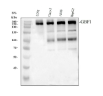 Western blot analysis of GBF1 using anti-GBF1 antibody. Electrophoresis was performed on a 8% SDS-PAGE gel at 80V (Stacking gel) / 120V (Resolving gel) for 2 hours. Lane 1: human U251 whole cell lysates, Lane 2: human CACO-2 whole cell lysates, Lane 3: human whole cell lysates, Lane 4: human HepG2 whole cell lysates. After electrophoresis, proteins were transferred to a nitrocellulose membrane at 150 mA for 50-90 minutes. Blocked the membrane with 5% non-fat milk/TBS for 1.5 hour at RT. The membrane was incubated with rabbit anti-GBF1 antibody at 0.5 ug/ml overnight at 4oC, then washed with TBS-0.1%Tween 3 times with 5 minutes each and probed with a goat anti-rabbit IgG-HRP secondary antibody at a dilution of 1:5000 for 1.5 hour at RT. The signal is developed using an ECL Plus Western Blotting Substrate with Tanon 5200 system. GBF1 has a predicted molecular weight of ~207 kDa but consistently migrates at ~240-260 kDa, in agreement with published reports. The higher apparent size results from GBF1âs extended coiled-coil structure and extensive phosphorylation, which reduce SDS mobility. Additional bands around 200-230 kDa likely represent partially proteolyzed or alternatively modified forms of the protein. This multi-band pattern is characteristic of GBF1 and has been observed in both cultured cells and tissue lysates.