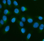 Immunofluorescent staining of GBF1 using anti-GBF1 antibody (green). GBF1 was detected in an immunocytochemical section of U2OS cells. Enzyme antigen retrieval was performed using IHC enzyme antigen retrieval reagent for 15 mins. The cells were blocked with 10% goat serum. And then incubated with 5 ug/ml rabbit anti-GBF1 antibody overnight at 4oC. DyLight 488 Conjugated Goat Anti-Rabbit IgG was used as secondary antibody at 1:500 dilution and incubated for 30 minutes at 37oC. The section was counterstained with DAPI nuclear stain (blue). Visualize using a fluorescence microscope and filter sets appropriate for the label used.