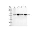 Western blot analysis of NUSAP1 using anti-NUSAP1 antibody. Electrophoresis was performed on a 10% SDS-PAGE gel at 80V (Stacking gel) / 120V (Resolving gel) for 2 hours. Lane 1: human 293T whole cell lysates, Lane 2: human Hela whole cell lysates, Lane 3: human Jurkat whole cell lysates, Lane 4: human U251 whole cell lysates. After electrophoresis, proteins were transferred to a nitrocellulose membrane at 150 mA for 50-90 minutes. Blocked the membrane with 5% non-fat milk/TBS for 1.5 hour at RT. The membrane was incubated with rabbit anti-NUSAP1 antibody at 1:1000 overnight at 4oC, then washed with TBS-0.1%Tween 3 times with 5 minutes each and probed with a goat anti-rabbit IgG-HRP secondary antibody at a dilution of 1:5000 for 1.5 hour at RT. The signal was developed using an ECL Plus Western Blotting Substrate. A single dominant band is detected at ~55-60 kDa, above the predicted ~49 kDa. The higher apparent size is well documented for NUSAP1 and reflects extensive mitotic phosphorylation and the proteinâs coiled-coil/basic composition, which together cause slower electrophoretic mobility. Where present, subtle band broadening or minor adjacent bands likely represent differential phosphorylation states of NUSAP1.