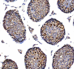 Immunohistochemical staining of NUSAP1 using anti-NUSAP1 antibody. NUSAP1 was detected in a paraffin-embedded section of mouse testis tissue. Heat mediated antigen retrieval was performed in EDTA buffer (pH 8.0, epitope retrieval solution). The tissue section was blocked with 10% goat serum. The tissue section was then incubated with 1:100 rabbit anti-NUSAP1 antibody overnight at 4oC. Peroxidase Conjugated Goat Anti-rabbit IgG was used as secondary antibody and incubated for 30 minutes at 37oC. The tissue section was developed using an HRP secondary and DAB substrate.
