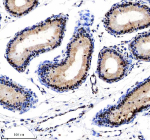 Immunohistochemical staining of NUSAP1 using anti-NUSAP1 antibody. NUSAP1 was detected in a paraffin-embedded section of mouse epididymis tissue. Heat mediated antigen retrieval was performed in EDTA buffer (pH 8.0, epitope retrieval solution). The tissue section was blocked with 10% goat serum. The tissue section was then incubated with 1:100 rabbit anti-NUSAP1 antibody overnight at 4oC. Peroxidase Conjugated Goat Anti-rabbit IgG was used as secondary antibody and incubated for 30 minutes at 37oC. The tissue section was developed using an HRP secondary and DAB substrate.