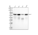 Western blot analysis of NUSAP1 using anti-NUSAP1 antibody. Electrophoresis was performed on a 10% SDS-PAGE gel at 80V (Stacking gel) / 120V (Resolving gel) for 2 hours. Lane 1: human U251 whole cell lysates, Lane 2: human Hela whole cell lysates, Lane 3: human whole cell lysates, Lane 4: human HepG2 whole cell lysates. After electrophoresis, proteins were transferred to a nitrocellulose membrane at 150 mA for 50-90 minutes. Blocked the membrane with 5% non-fat milk/TBS for 1.5 hour at RT. The membrane was incubated with rabbit anti-NUSAP1 antibody at 0.5 ug/ml overnight at 4oC, then washed with TBS-0.1%Tween 3 times with 5 minutes each and probed with a goat anti-rabbit IgG-HRP secondary antibody at a dilution of 1:5000 for 1.5 hour at RT. The signal was developed using an ECL Plus Western Blotting Substrate. A single dominant band is detected at ~55-60 kDa, above the predicted ~49 kDa. The higher apparent size is well documented for NUSAP1 and reflects extensive mitotic phosphorylation and the proteinâs coiled-coil/basic composition, which together cause slower electrophoretic mobility. Where present, subtle band broadening or minor adjacent bands likely represent differential phosphorylation states of NUSAP1.