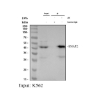 Immunoprecipitating (IP) SMAP2 in K562 whole cell lysate. Western blot analysis of SMAP2 using anti-SMAP2 antibody; Lane 1: K562 whole cell lysates (30ug); Lane 2: Rabbit control IgG instead of anti-SMAP2 antibody in K562 whole cell lysate; Lane 3: anti-SMAP2 antibody (2ug) + K562 whole cell lysate (500ug). After electrophoresis, proteins were transferred to a membrane. Then the membrane was incubated with rabbit anti-SMAP2 antibody at a dilution of 0.5 ug/ml and probed with a mouse anti-rabbit IgG-HRP secondary antibody. The signal is developed using ECL Plus Western Blotting Substrate. A major band is detected at approximately 42 kDa, slightly below the predicted molecular weight of 47 kDa. This difference is consistent with previous reports and reflects the faster electrophoretic migration of the mature SMAP2 protein, which lacks extensive post-translational modifications and may undergo minor N-terminal processing. The observed band corresponds to the full-length SMAP2 protein.