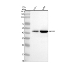 Western blot analysis of SMAP2 using anti-SMAP2 antibody. Electrophoresis was performed on a 10% SDS-PAGE gel at 80V (Stacking gel) / 120V (Resolving gel) for 2 hours. Lane 1: human THP-1 whole cell lysates, Lane 2: human K562 whole cell lysates. After electrophoresis, proteins were transferred to a nitrocellulose membrane at 150 mA for 50-90 minutes. Blocked the membrane with 5% non-fat milk/TBS for 1.5 hour at RT. The membrane was incubated with rabbit anti-SMAP2 antibody at 0.5 ug/ml overnight at 4oC, then washed with TBS-0.1%Tween 3 times with 5 minutes each and probed with a goat anti-rabbit IgG-HRP secondary antibody at a dilution of 1:5000 for 1.5 hour at RT. The signal was developed using an ECL Plus Western Blotting Substrate. A major band is detected at approximately 42 kDa, slightly below the predicted molecular weight of 47 kDa. This difference is consistent with previous reports and reflects the faster electrophoretic migration of the mature SMAP2 protein, which lacks extensive post-translational modifications and may undergo minor N-terminal processing. The observed band corresponds to the full-length SMAP2 protein.