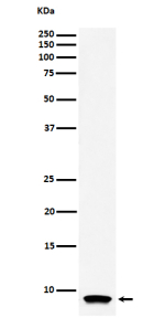 Western blot analysis of ATP5G1 expression in human HL-60 cell lysate using the ATP5G1 antibody. A single band is detected at approximately 8-9 kDa, below the unprocessed theoretical mass (~14 kDa). This mobility corresponds to the mature mitochondrial form of ATP5G1 following cleavage of its N-terminal targeting sequence. Similar migration (~7-9 kDa) has been reported for subunit c proteins in biochemical studies of the F0-ATP synthase complex.
