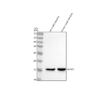 Western blot analysis of GLOD5 using anti-GLOD5 antibody. Lane 1: rat small intestine tissue lysates, Lane 2: mouse small intestine tissue lysates. After electrophoresis, proteins were transferred to a nitrocellulose membrane at 150 mA for 50-90 minutes. Blocked the membrane with 5% non-fat milk/TBS for 1.5 hour at RT. The membrane was incubated with rabbit anti-GLOD5 antibody at 0.5 ug/ml overnight at 4oC, then washed with TBS-0.1%Tween 3 times with 5 minutes each and probed with a goat anti-rabbit IgG-HRP secondary antibody at a dilution of 1:5000 for 1.5 hour at RT. The signal was developed using enhanced chemiluminescent. A single band is detected at approximately 15 kDa, slightly below the predicted molecular weight of 18 kDa. The smaller apparent size is consistent with reports of faster migration of acidic, low-molecular-weight glyoxalase-domain proteins, likely due to N-terminal processing and altered SDS binding characteristics. The observed band corresponds to the mature GLOD5 enzyme.