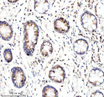 Immunohistochemical staining of GLOD5 using anti-GLOD5 antibody. GLOD5 was detected in a paraffin-embedded section of human stomach tissue. Heat mediated antigen retrieval was performed in EDTA buffer (pH 8.0, epitope retrieval solution). The tissue section was blocked with 10% goat serum. The tissue section was then incubated with 2 ug/ml rabbit anti-GLOD5 antibody overnight at 4oC. Peroxidase Conjugated Goat Anti-rabbit IgG was used as secondary antibody and incubated for 30 minutes at 37oC. The tissue section was developed using an HRP secondary and DAB substrate.