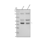 Western blot analysis of TTL using anti-TTL antibody. Electrophoresis was performed on a 10% SDS-PAGE gel at 80V (Stacking gel) / 120V (Resolving gel) for 2 hours. Lane 1: rat brain tissue lysates, Lane 2: mouse brain tissue lysates. After electrophoresis, proteins were transferred to a nitrocellulose membrane at 150 mA for 50-90 minutes. Blocked the membrane with 5% non-fat milk/TBS for 1.5 hour at RT. The membrane was incubated with rabbit anti-TTL antibody at 0.5 ug/ml overnight at 4oC, then washed with TBS-0.1%Tween 3 times with 5 minutes each and probed with a goat anti-rabbit IgG-HRP secondary antibody at a dilution of 1:5000 for 1.5 hour at RT. The signal was developed using an ECL Plus Western Blotting Substrate. A dominant band is detected at ~43 kDa, consistent with the predicted size of TTL. Two faint bands flanking the main band are observed and likely reflect differential phosphorylation (slower) and/or limited proteolysis (faster). Additional weak bands appear as a ~55 kDa doublet and a ~100 kDa doublet, compatible with low-abundance conjugated/complexed TTL species that are more apparent in neuronal tissue.