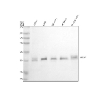Western blot analysis of UBE2F using anti-UBE2F antibody. Electrophoresis was performed on a 12% SDS-PAGE gel at 80V (Stacking gel) / 120V (Resolving gel) for 2 hours. Lane 1: human Jurkat whole cell lysates, Lane 2: human K562 whole cell lysates, Lane 3: rat ovary tissue lysates, Lane 4: rat testis tissue lysates, Lane 5: mouse testis tissue lysates. After electrophoresis, proteins were transferred to a nitrocellulose membrane at 150 mA for 50-90 minutes. Blocked the membrane with 5% non-fat milk/TBS for 1.5 hour at RT. The membrane was incubated with rabbit anti-UBE2F antibody at 0.5 ug/ml overnight at 4oC, then washed with TBS-0.1%Tween 3 times with 5 minutes each and probed with a goat anti-rabbit IgG-HRP secondary antibody at a dilution of 1:5000 for 1.5 hour at RT. The signal was developed using an ECL Plus Western Blotting Substrate. A specific band was detected for UBE2F at approximately 21 kDa. The expected molecular weight of UBE2F is ~21 kDa.