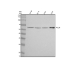 Western blot analysis of POLM using anti-POLM antibody. Electrophoresis was performed on a 10% SDS-PAGE gel at 80V (Stacking gel) / 120V (Resolving gel) for 2 hours. Lane 1: human Jurkat whole cell lysates, Lane 2: human PC-3 whole cell lysates, Lane 3: human U251 whole cell lysates, Lane 4: human 293T whole cell lysates. After electrophoresis, proteins were transferred to a nitrocellulose membrane at 150 mA for 50-90 minutes. Blocked the membrane with 5% non-fat milk/TBS for 1.5 hour at RT. The membrane was incubated with rabbit anti-POLM antibody at 0.5 ug/ml overnight at 4oC, then washed with TBS-0.1%Tween 3 times with 5 minutes each and probed with a goat anti-rabbit IgG-HRP secondary antibody at a dilution of 1:5000 for 1.5 hour at RT. The signal was developed using an ECL Plus Western Blotting Substrate. A specific band was detected for POLM at approximately 55 kDa. The expected molecular weight of POLM is ~55 kDa.