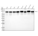 Western blot analysis of STRN3 using anti-STRN3 antibody. Lane 1: human Hela whole cell lysates, Lane 2: human MCF-7 whole cell lysates, Lane 3: human K562 whole cell lysates, Lane 4: human HepG2 whole cell lysates, Lane 5: rat brain tissue lysates, Lane 6: rat H9C2(2-1) whole cell lysates, Lane 7: mouse brain tissue lysates, Lane 8: mouse NIH/3T3 whole cell lysates. After electrophoresis, proteins were transferred to a nitrocellulose membrane at 150 mA for 50-90 minutes. Blocked the membrane with 5% non-fat milk/TBS for 1.5 hour at RT. The membrane was incubated with rabbit anti-STRN3 antibody at 0.25 ug/ml overnight at 4oC, then washed with TBS-0.1%Tween 3 times with 5 minutes each and probed with a goat anti-rabbit IgG-HRP secondary antibody at a dilution of 1:5000 for 1.5 hour at RT. The signal was developed using enhanced chemiluminescent. Although STRN3 isoforms are typically described at ~87 kDa and ~78 kDa, the antibody detects a predominant species at ~94 kDa across samples, with lighter lower bands. In mouse and rat brain, STRN3 appears as a doublet, consistent with differential phosphorylation within the STRIPAK scaffold that increases apparent molecular weight and resolves phospho-isoforms on SDS-PAGE. The lower signals likely represent the shorter isoform and/or limited proteolysis.