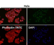 Immunofluorescent analysis using the GTF2E1 antibody at 1:50 dilution.