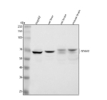 Western blot analysis of STAM2 using anti-STAM2 antibody. Lane 1: human HepG2 whole cell lysates, Lane 2: rat liver tissue lysates, Lane 3: rat brain tissue lysates, Lane 4: mouse brain tissue lysates. After electrophoresis, proteins were transferred to a nitrocellulose membrane at 150 mA for 50-90 minutes. Blocked the membrane with 5% non-fat milk/TBS for 1.5 hour at RT. The membrane was incubated with rabbit anti-STAM2 antibody at 0.5 ug/ml overnight at 4oC, then washed with TBS-0.1%Tween 3 times with 5 minutes each and probed with a goat anti-rabbit IgG-HRP secondary antibody at a dilution of 1:5000 for 1.5 hour at RT. The signal was developed using enhanced chemiluminescent. Although STAM2 is ~58-60 kDa by sequence, the antibody detects bands at ~65-70 kDa, consistent with the known phosphorylation-dependent upward shift and presence of two isoforms (STAM2A/B). In brain tissue lysates, STAM2 appears as a doublet, likely reflecting different phosphorylation states and/or isoform usage.