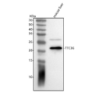 Western blot analysis of TTC36 using anti-TTC36 antibody. Lane 1: mouse liver tissue lysates. After electrophoresis, proteins were transferred to a nitrocellulose membrane at 150 mA for 50-90 minutes. Blocked the membrane with 5% non-fat milk/TBS for 1.5 hour at RT. The membrane was incubated with rabbit anti-TTC36 antibody at 0.5 ug/ml overnight at 4oC, then washed with TBS-0.1%Tween 3 times with 5 minutes each and probed with a goat anti-rabbit IgG-HRP secondary antibody at a dilution of 1:5000 for 1.5 hour at RT. The signal was developed using enhanced chemiluminescent. A strong band is detected at ~21 kDa, matching the expected size of TTC36. A faint ~28 kDa band is also present and likely represents a modified or isoform variant of TTC36 (e.g., mono-ubiquitinated or glycosylated species), which is variably observed in tissue lysates.